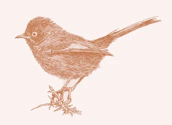 Curruca rabilarga