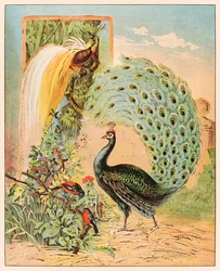 Un pavo real entre otras aves exóticas en la pajarera del circo Barnum & Bailey, de La colección de animales de P. T. Barnum, publicada en 1888, ilustración de Sarah J. Burke.