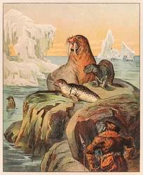 Un esquimal cazando focas y una morsa, de P.T. Barnum