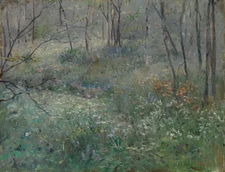 Perejil Silvestre, 1900