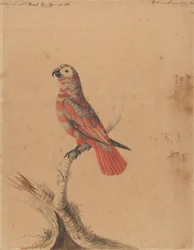 Un loro rojo