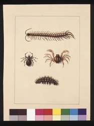 Página 11. Insectos de Nueva Gales del Sur. Ahora conocido como ciempiés común, araña del género Isopeda, cangrejo soldado, oruga, c.1789-90