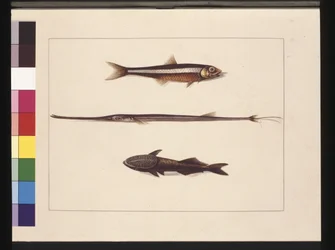 Página 13. Atherine, Tabaco, Pez Pipa, Pez Rémora. Ahora conocido como anchoa, boca de flauta y pez chupador, c.1789-90