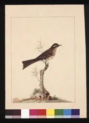 Página 14. Atrapa moscas de orejas amarillas. Ahora conocido como mielero de cara amarilla, c.1789-90