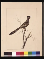 Página 17. Abejaruco con carúnculas. Ahora conocido como un mielero carmesí, c.1789-90
