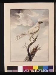 Página 23. Azor Gris, c.1789-90