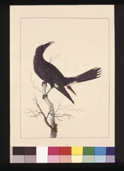 Página 30. Currawong Pied, c.1789-90