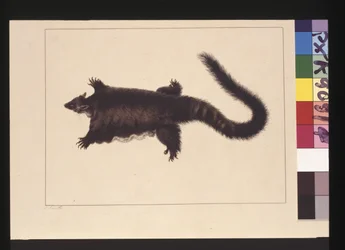 Página 4. Hepoona Roo: Firmado l.l. fuera de la línea del marco S. Smith. Ahora conocido como un planeador mayor, c.1789-90