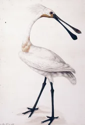 Espátula