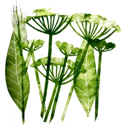 Perejil de Vaca en verde, 2019