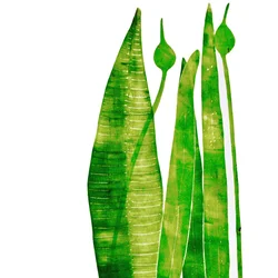 Cosas largas y verdes