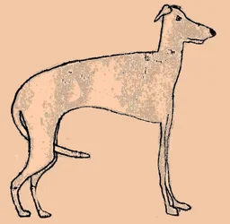 Perro Flaco