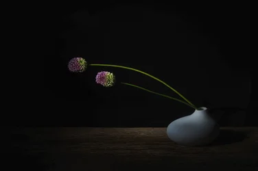 Floraciones oscuras de allium