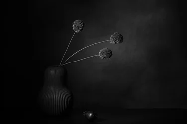 Quietud floral oscura