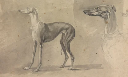 Un galgo