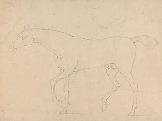 Un Caballo