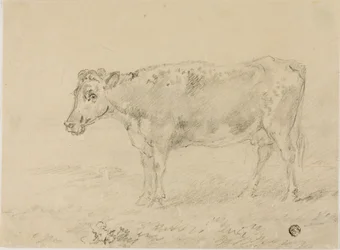 Vaca