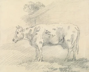 Vaca