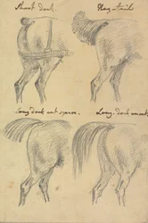Cuatro bocetos de colas de caballo