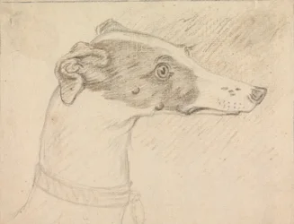 Retrato de cabeza de galgo
