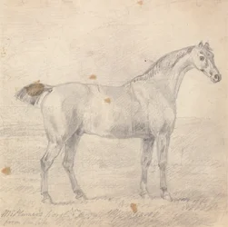 Caballo del Sr. Plumer