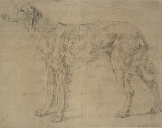 Perro de caza