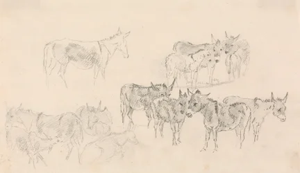 Estudios sobre burros