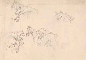 Estudio de caballos que llevan terneros a la espalda