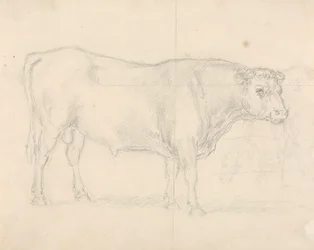 Estudio de un toro