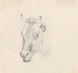 Estudio de una cabeza de vaca