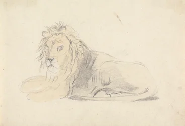 Estudio de un león