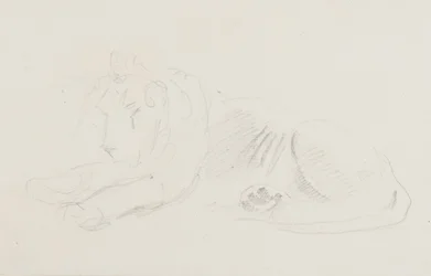 Estudio de un león