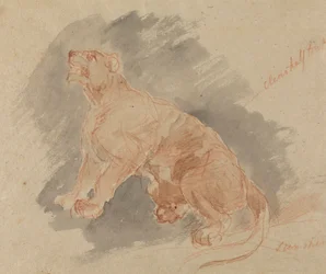 Estudio de un tigre