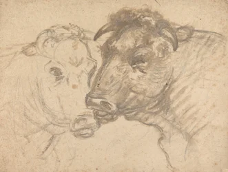 Dos toros