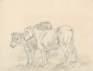 Dos vacas