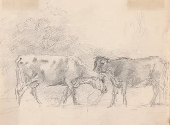 Dos vacas pastando