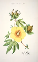Una planta de algodón