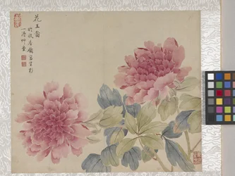 Álbum de flores de 8 hojas, mediados del siglo XVIII (tinta y color sobre papel)