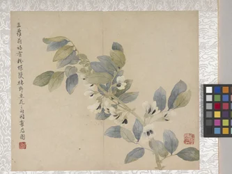 Álbum de flores de 8 hojas, mediados del siglo XVIII (tinta y color sobre papel)
