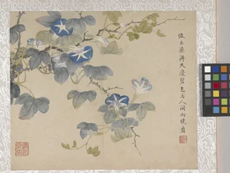 Álbum de flores de 8 hojas, mediados del siglo XVIII (tinta y color sobre papel)