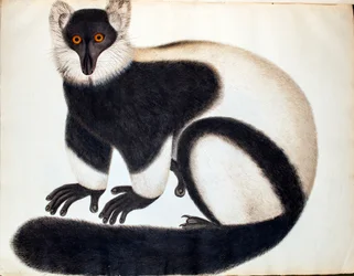 Lémur rufo blanco y negro, de «Animales de la colección Reeves», dibujos de China, c. 1829-31