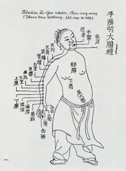 Acupuntura china: el intestino grueso