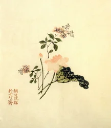 Flor de loto