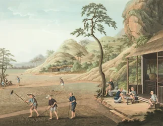 Producción de té, c. 1820 (color de la carrocería y pintura dorada sobre seda extendida sobre papel)