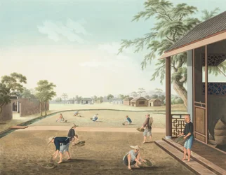 Producción de té, c. 1820 (color de la carrocería y pintura dorada sobre seda extendida sobre papel)