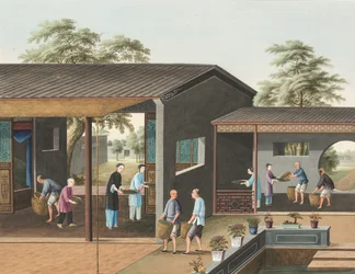 Producción de té, c. 1820 (color de la carrocería y pintura dorada sobre seda extendida sobre papel)