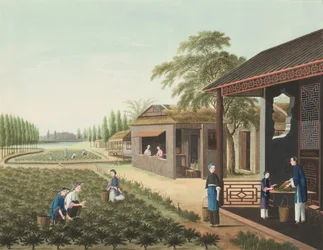 Producción de té, c. 1820 (color de la carrocería y pintura dorada sobre seda extendida sobre papel)