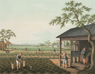 Producción de té, c. 1820 (color de la carrocería y pintura dorada sobre seda extendida sobre papel)