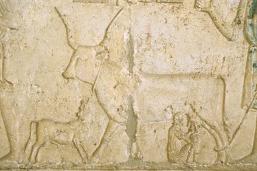 Antiguo Egipto, Escultura mural, Tumba de Petosiris, Tuna el Gebel, 300 a.C., Vaca ordeñando (foto)