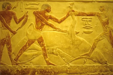 Antiguo Egipto, Muro tallado/pintado, Mastaba/Tumba de Idout, Saqqara, 2323-2150 a.C., Toro sacrificado para el sacrificio (foto)